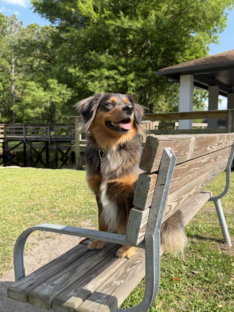 Dog training Denver