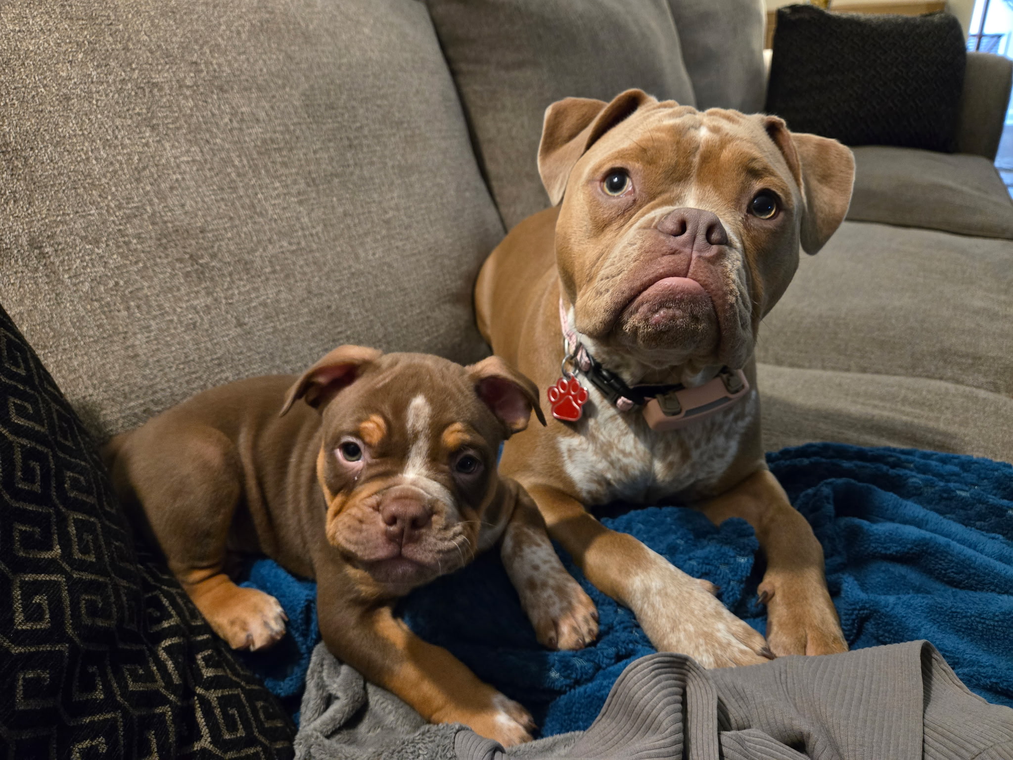 Puppy training Denver