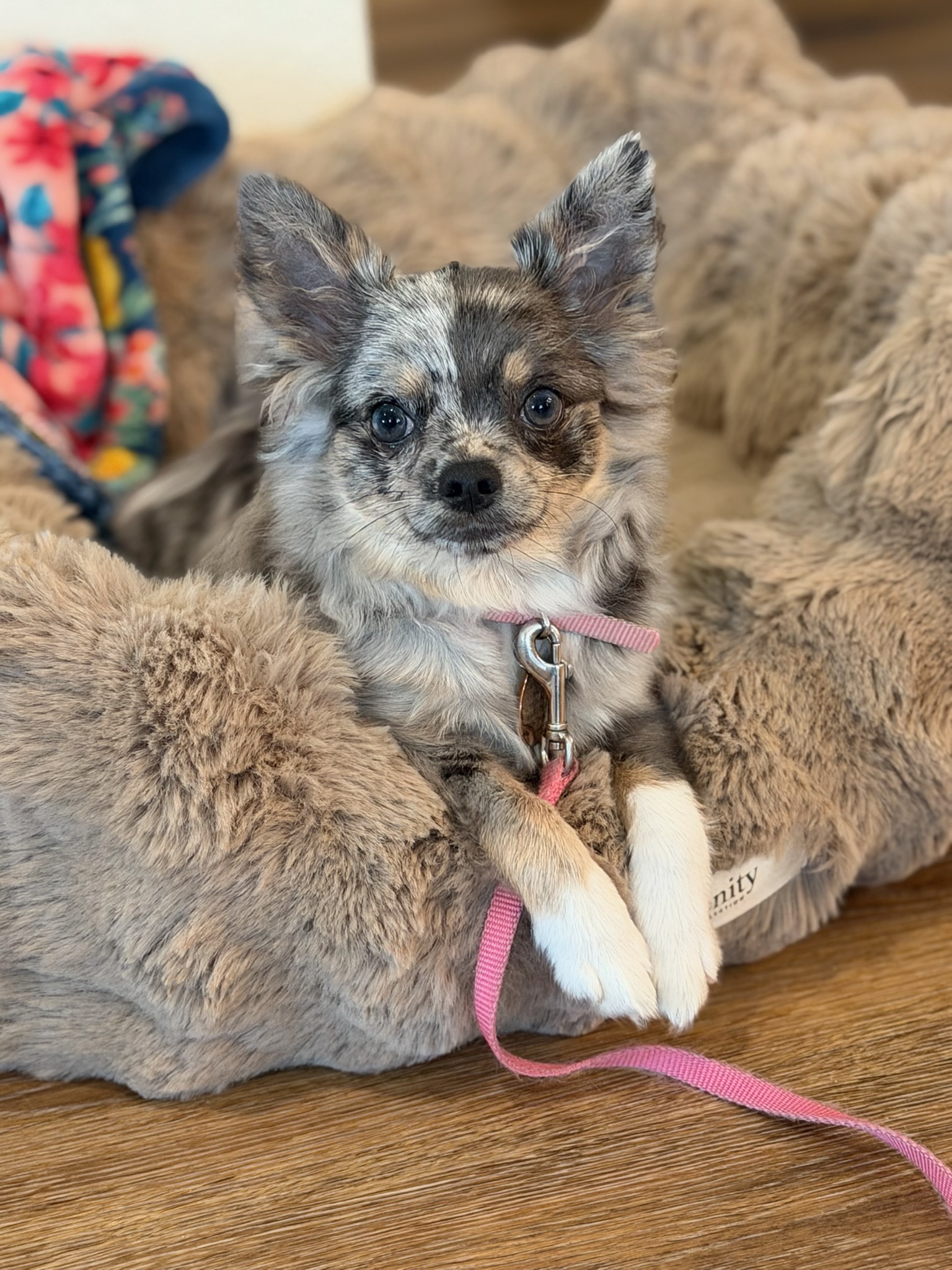 dog training Denver