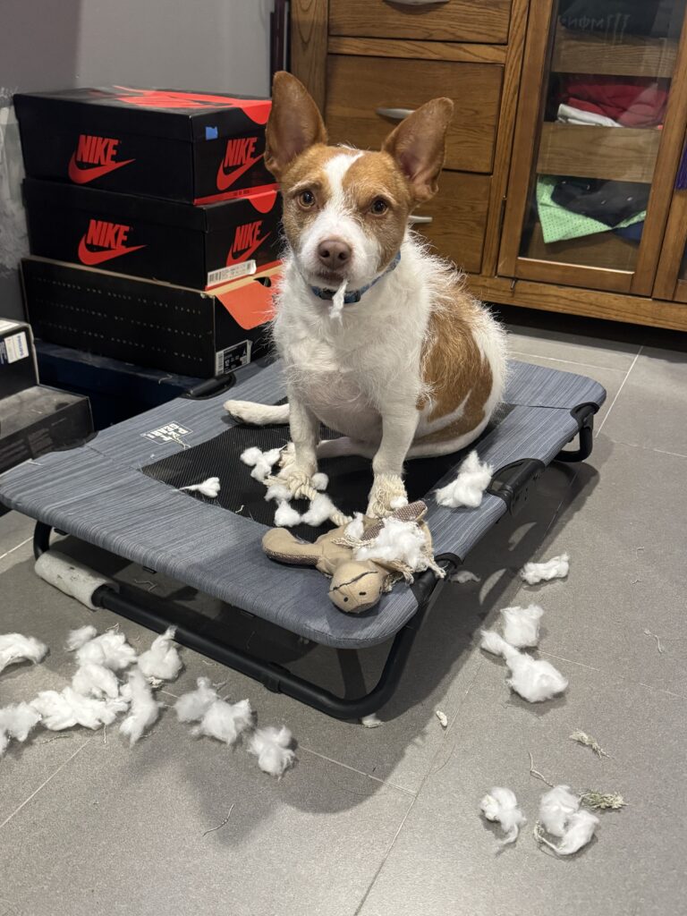 dog training Denver