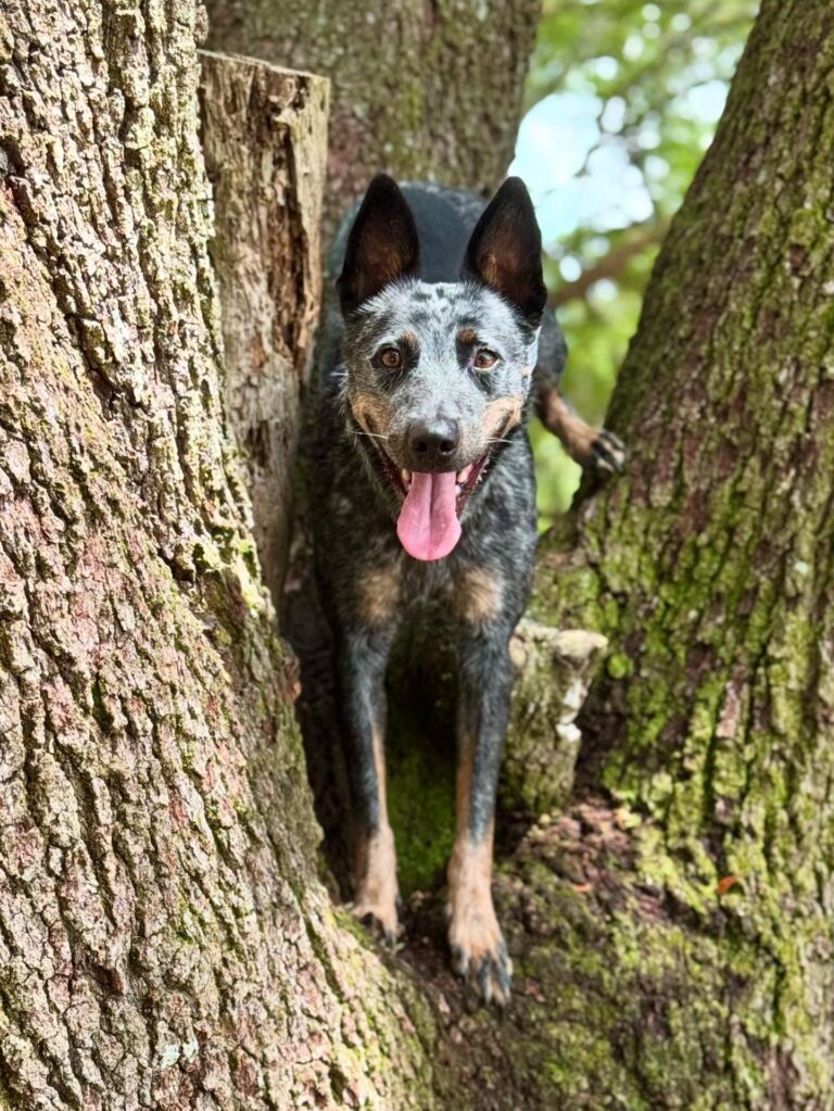 dog training Denver