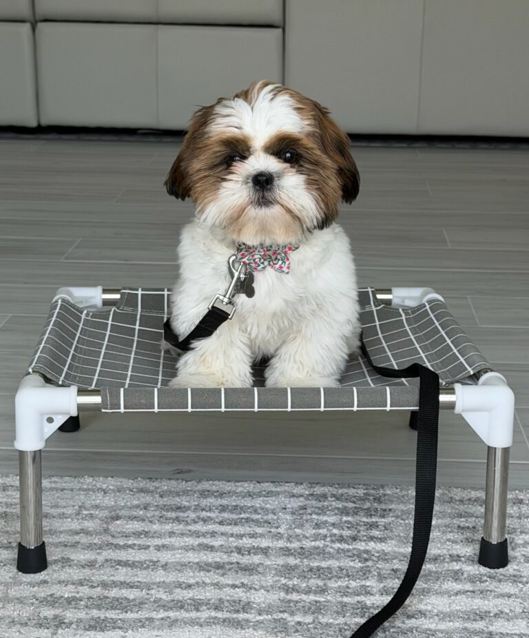 puppy training Denver