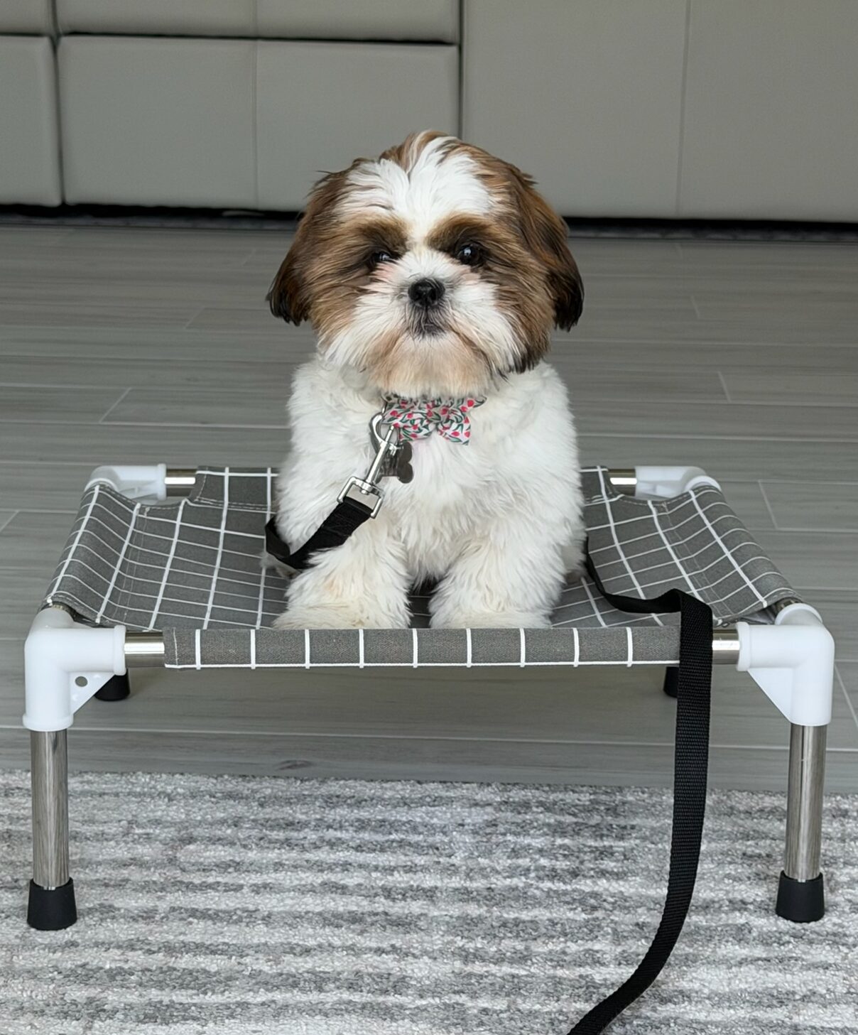 puppy training Denver