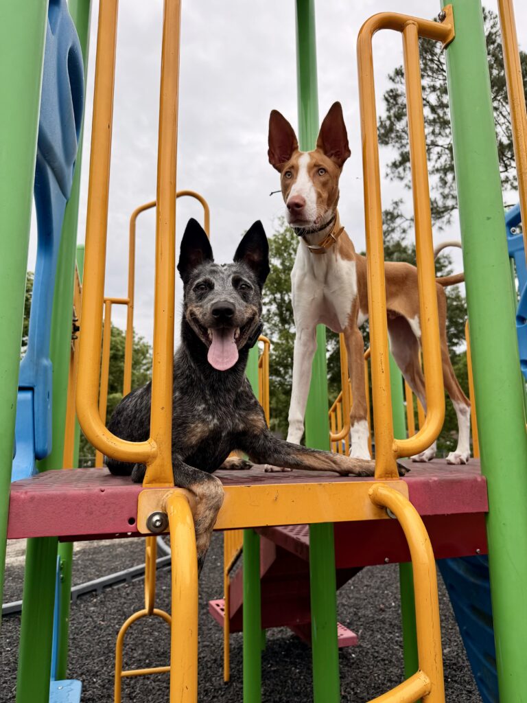 Dog training Denver