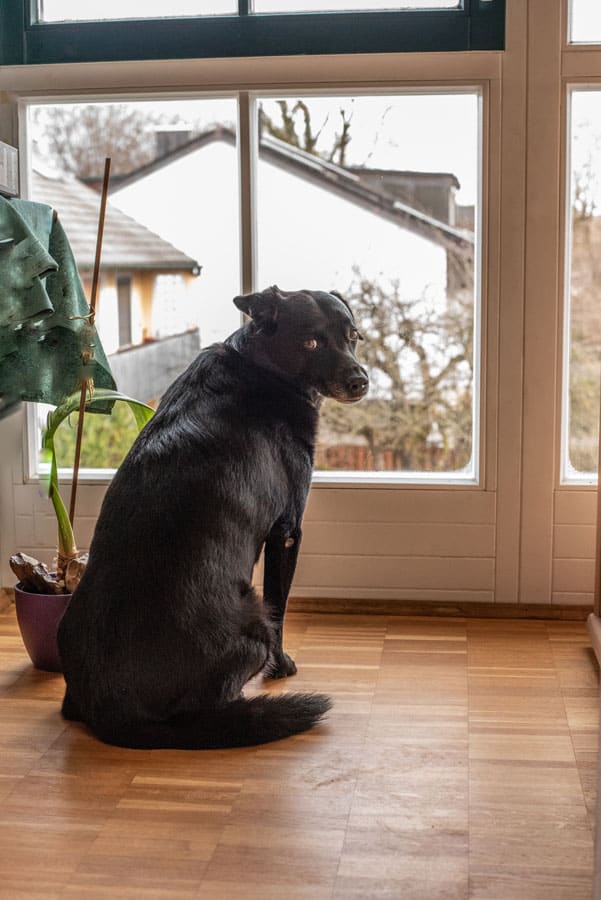 An anxious dog that needs some dog training in Denver, CO