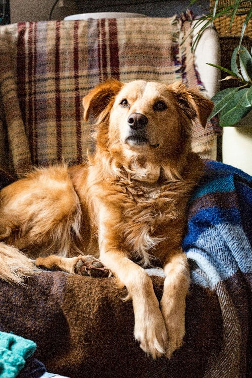 A golden retriever looking peaceful on his chair, after being trained from by the best dog trainer in Denver