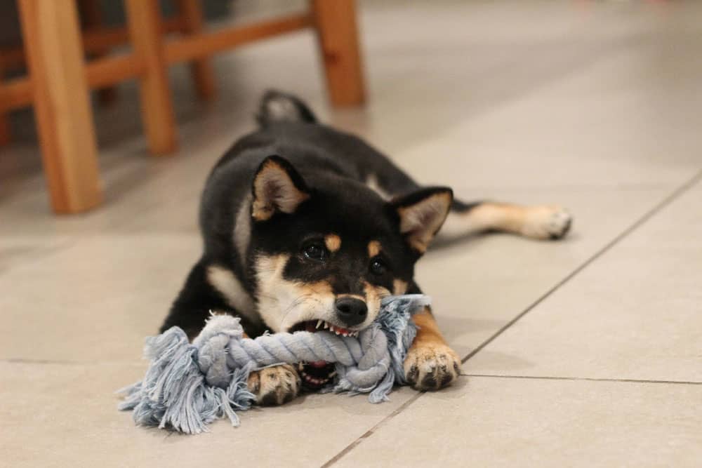 A small dog chewing on a toy, prior to behavioral training in Denver