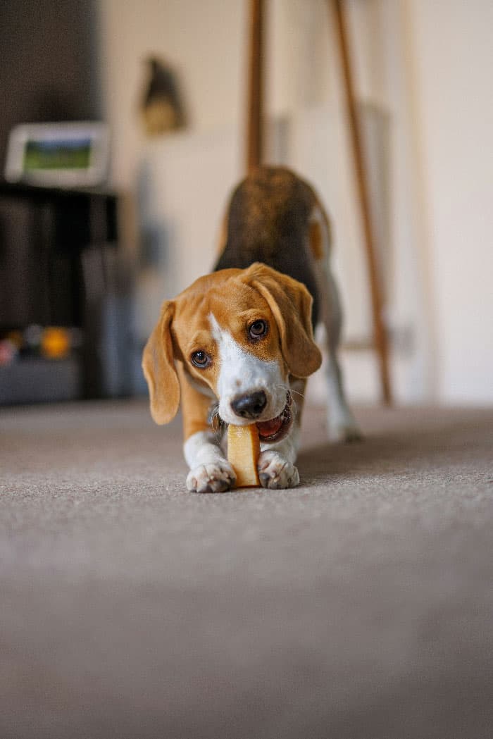 A puppy chewing on a bone, after puppy training in Denver, CO