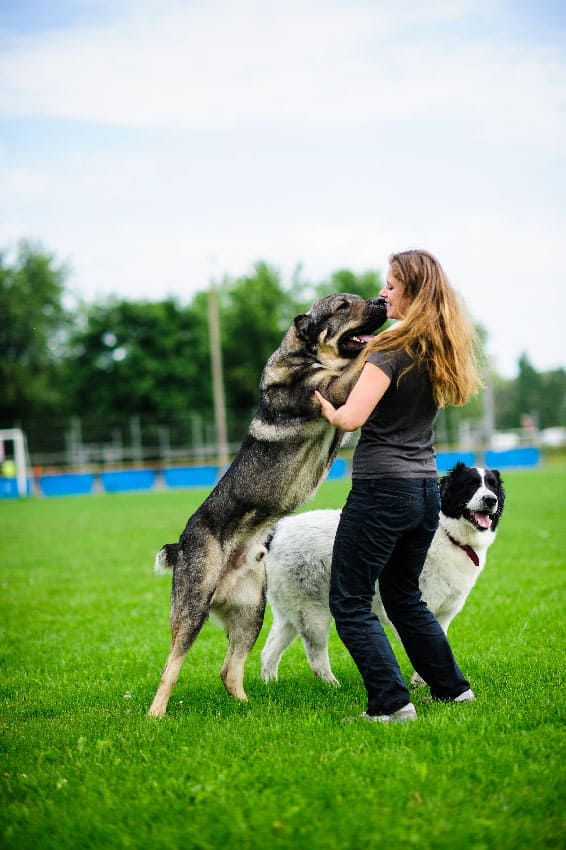 Dog jumping up to greet people prior to dog training in Denver, CO