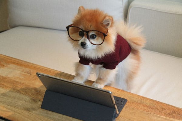 A cute dog signing a training contract to procure dog training services in Denver, CO