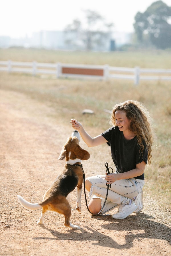 A dog trainer in Denver, CO helping a beagle learn to sit