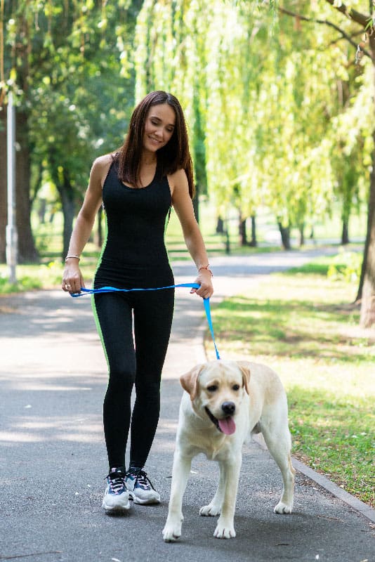 Depicts a trainer walking a dog, as part of the standard protocol for dog training in Denver.
