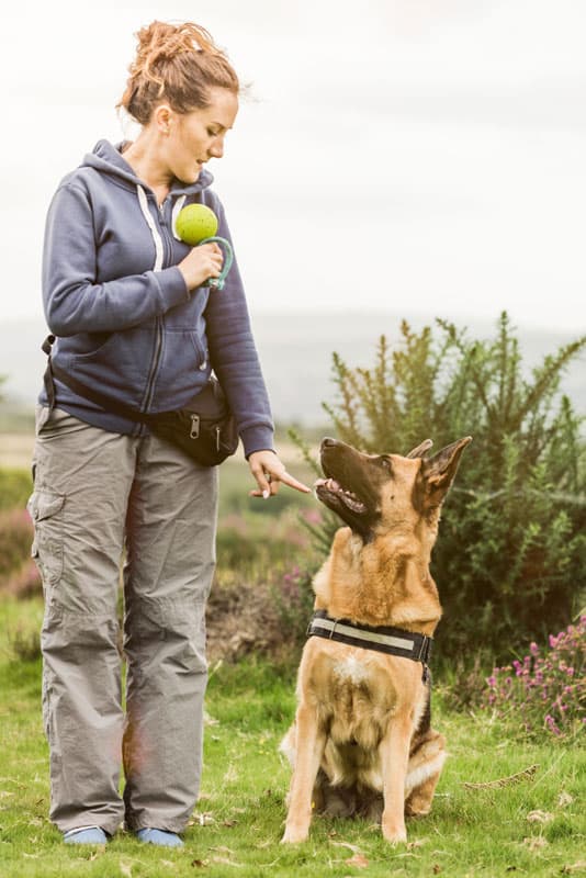 Attentive German Shepard with his dog Trainer in Denver, CO