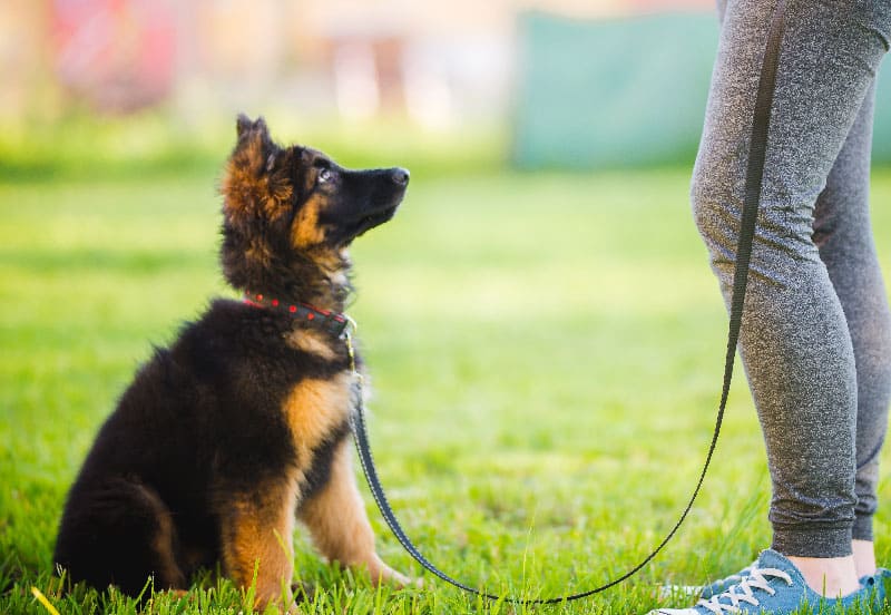 A young puppy experiencing dog training services in Denver, CO.
