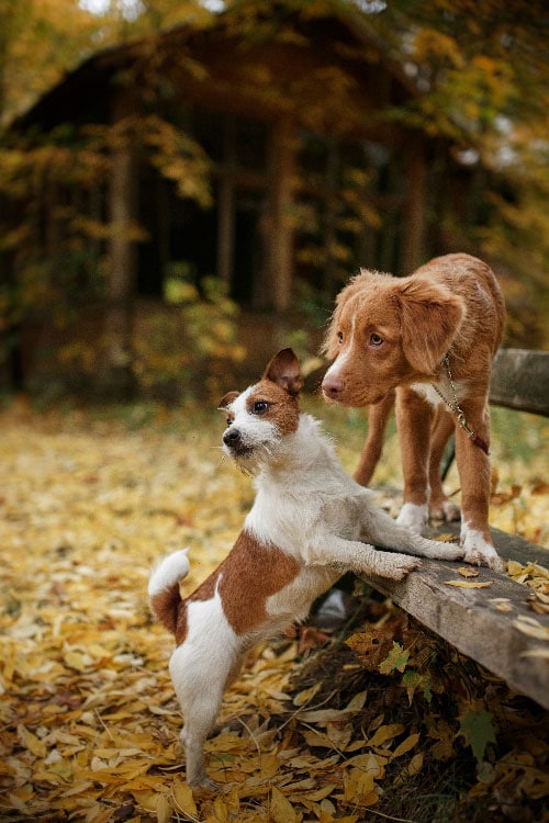 Two dogs playing, prior to being trained by our expert dog trainers in Denver.