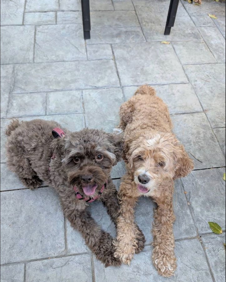 Two dogs happily lying down after getting trained by Sit Happens