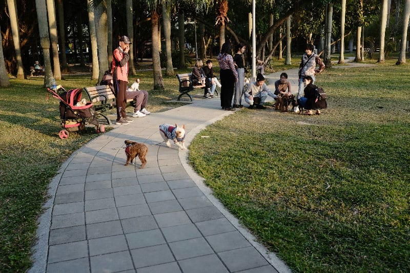 A group of good dogs sitting nicely in a park after receiving dog training in Denver