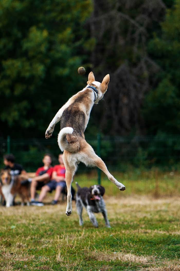 A happy husky playing fetch in a park after receiving dog training in Denver