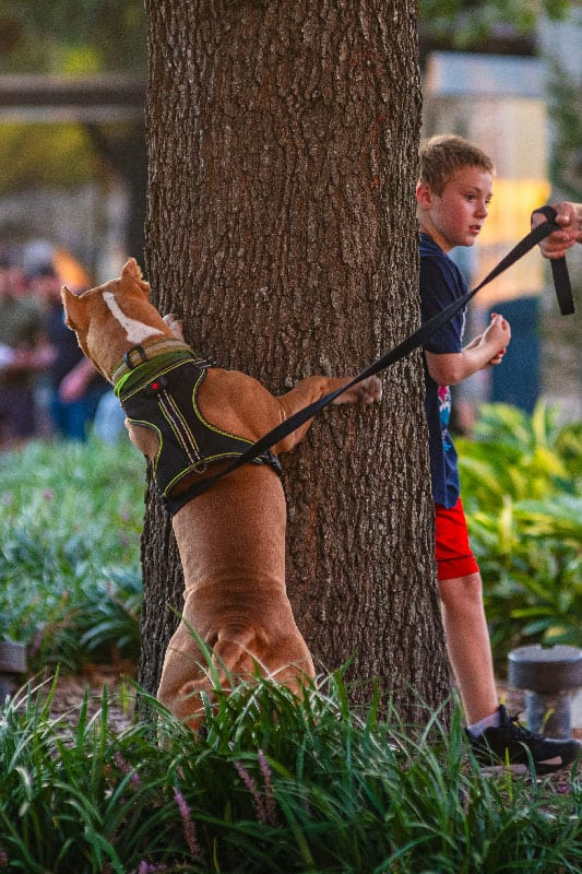 A dog hiding behind a tree in a park after receiving dog training in Denver