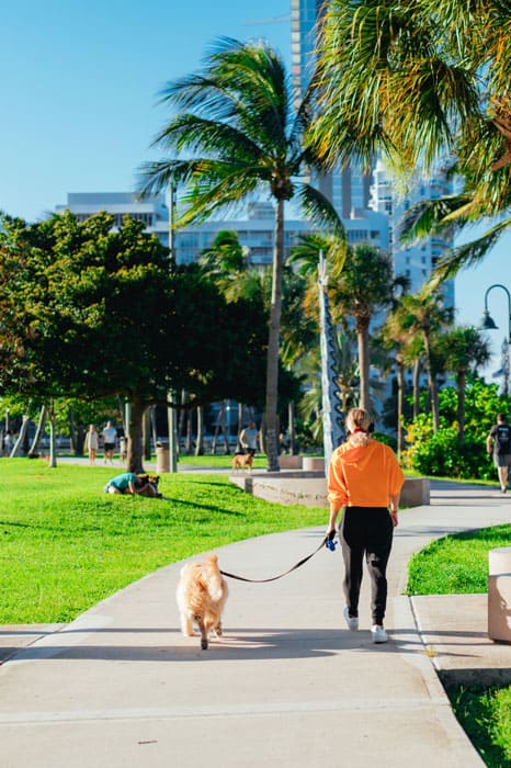 A woman and her dog walking calmly in a park after receiving dog training in Denver