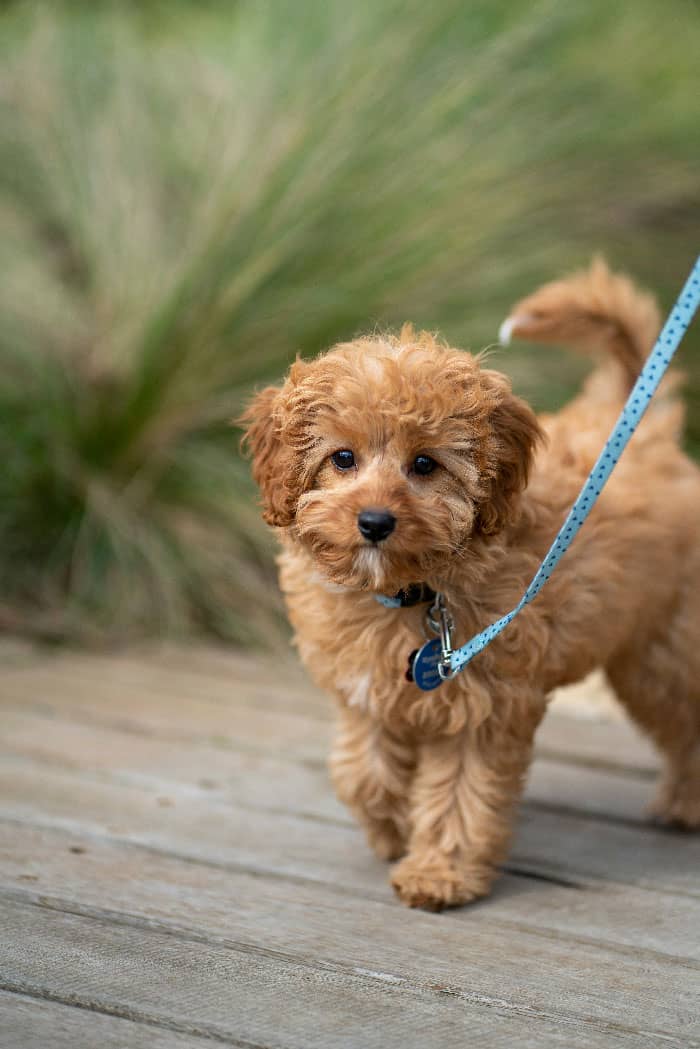 A dog calmly on a leash, after leash training in Denver.