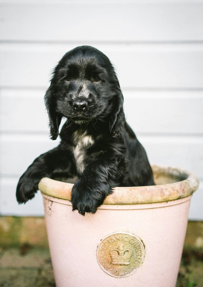 A dog in a pot, used as a feature image for our dog potty training services in Denver