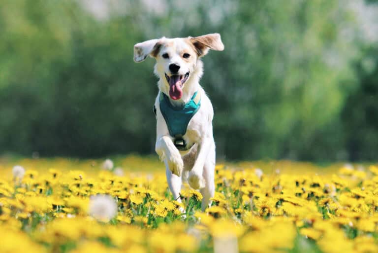 Dog running off leash in the open fields of denver, CO