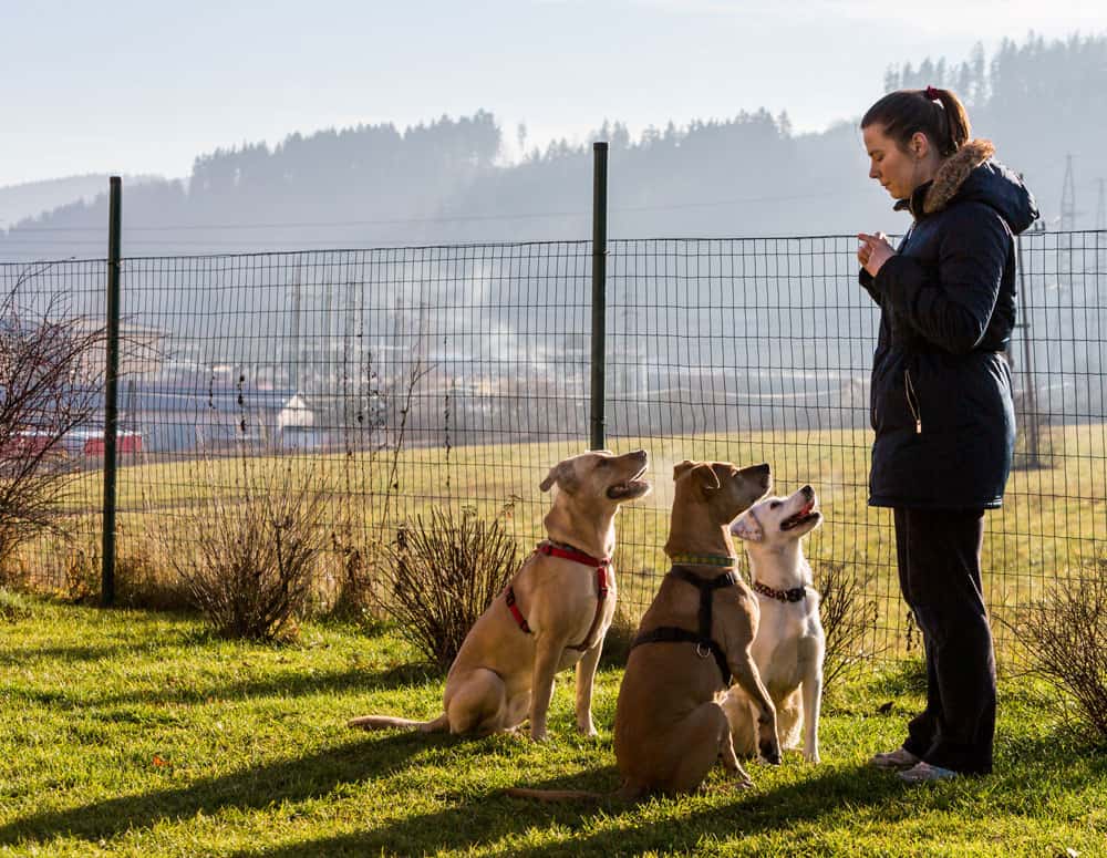 Three dogs being trained by our dog trainer in Denver, CO
