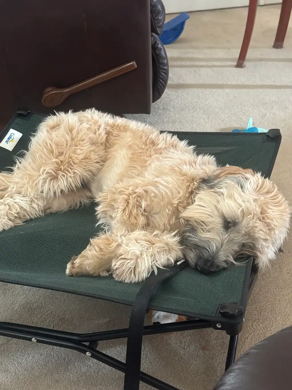 A sleeping golden doodle puppy, trained by Sit Happens Denver