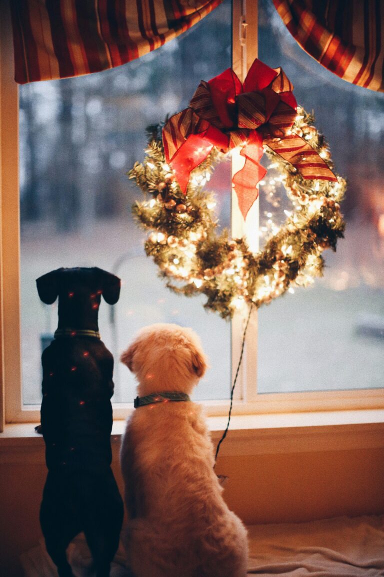 Dog training winter Denver