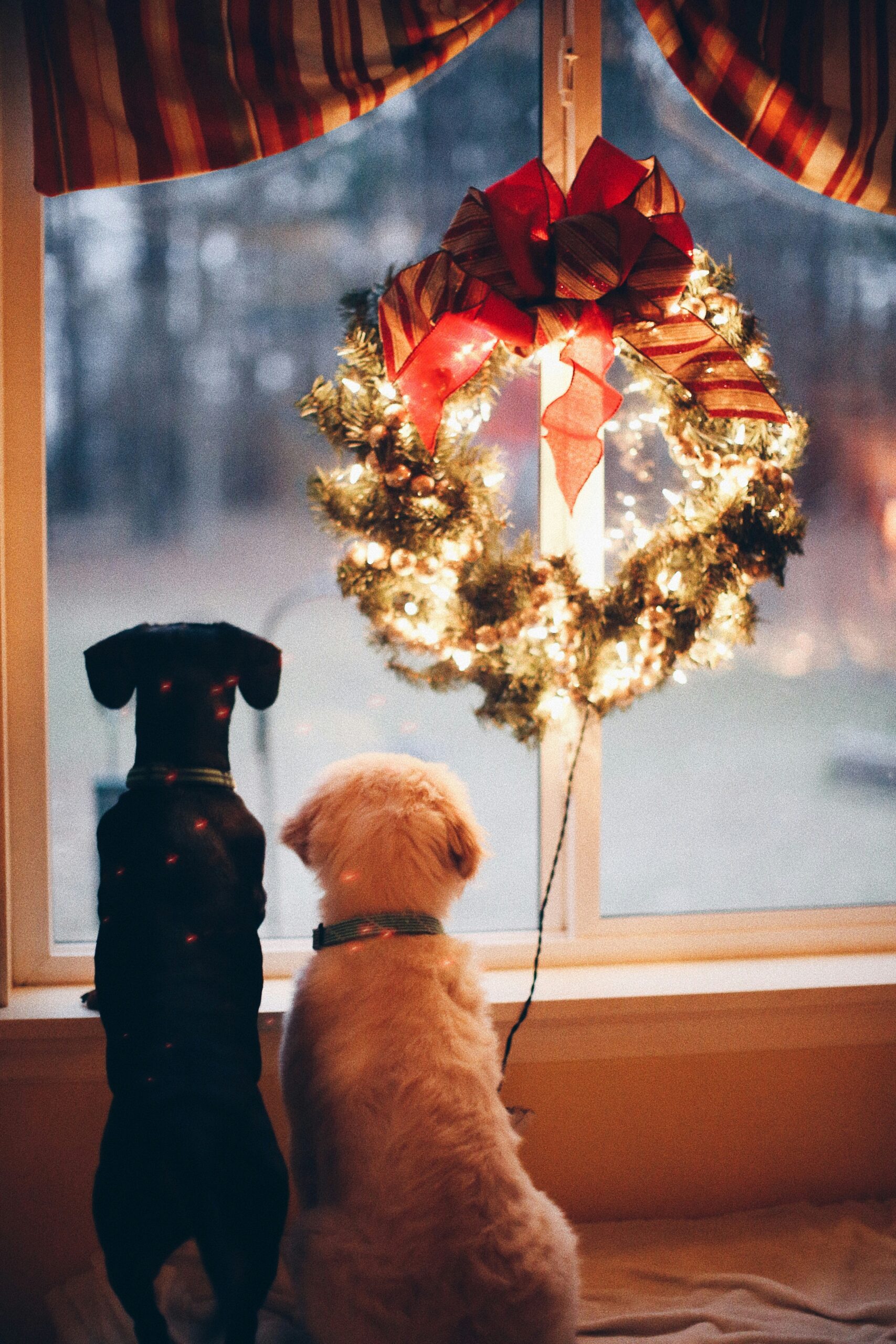 Dog training winter Denver