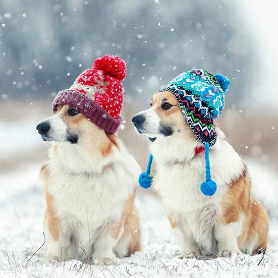 Cute dogs wearing hats in the snow in Denver.