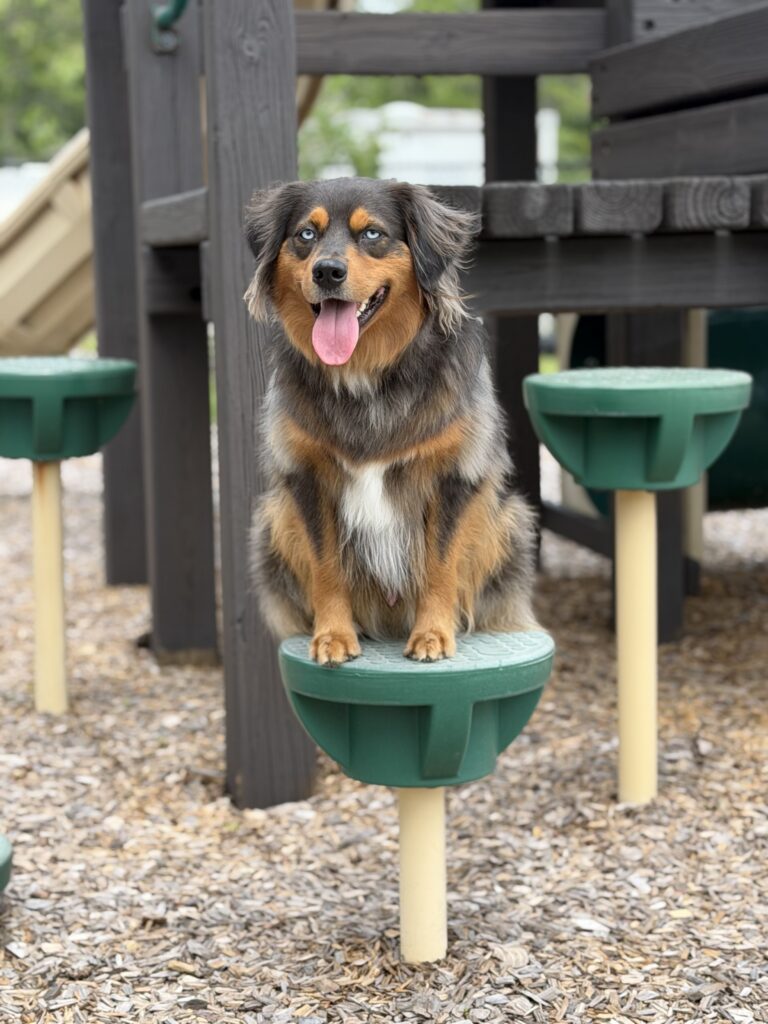 dog training Denver