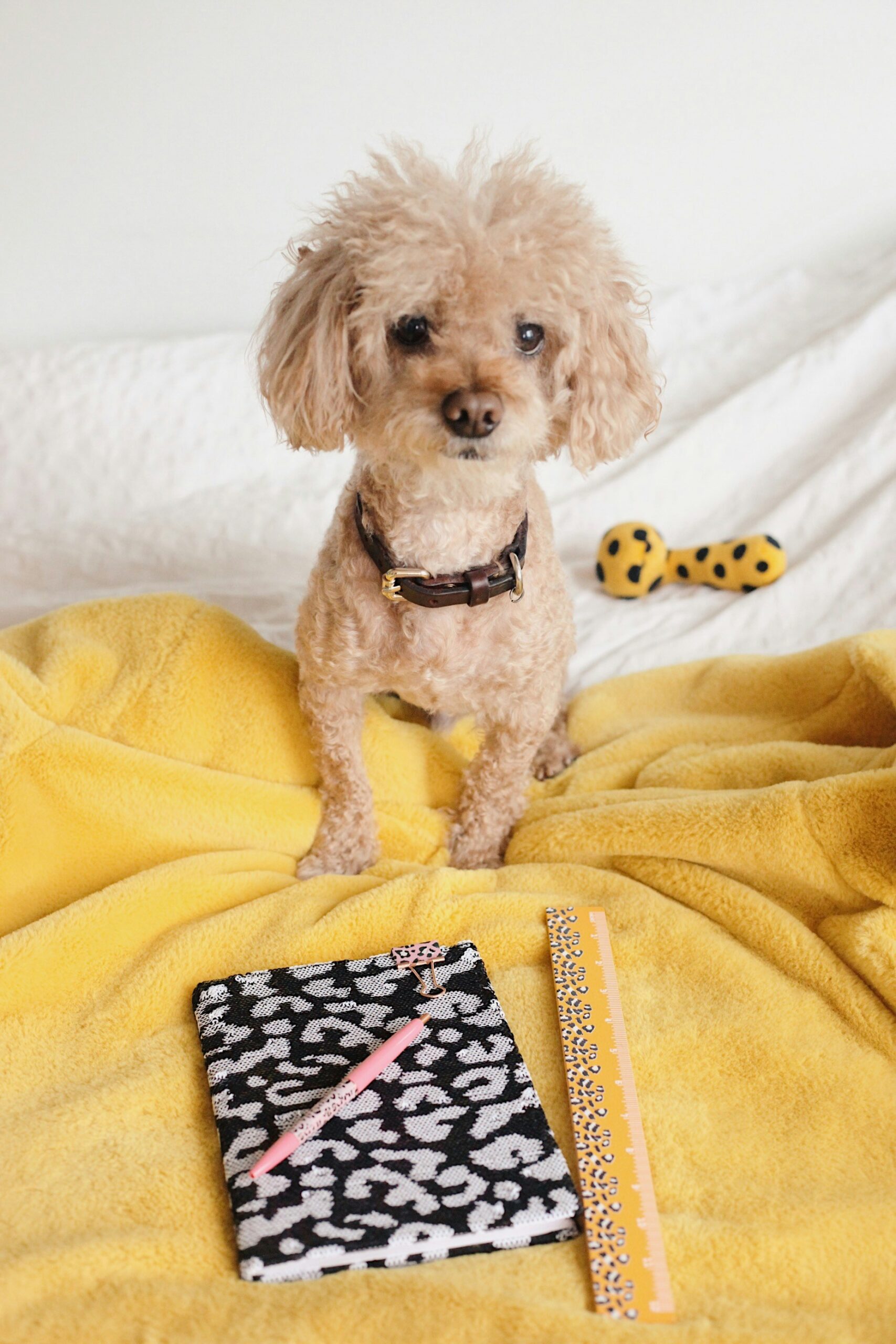dog behavioral training Denver