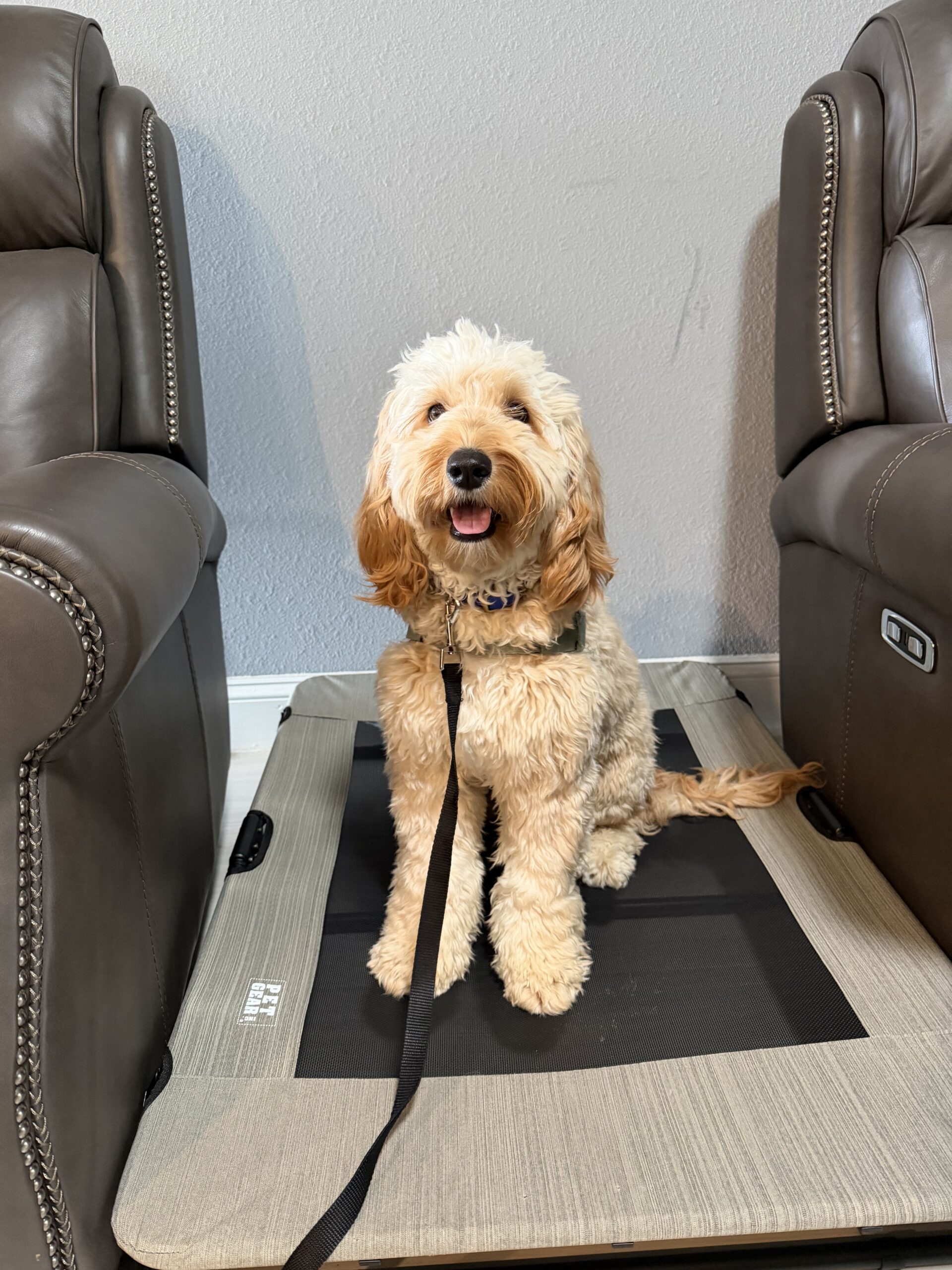 puppy potty training Denver