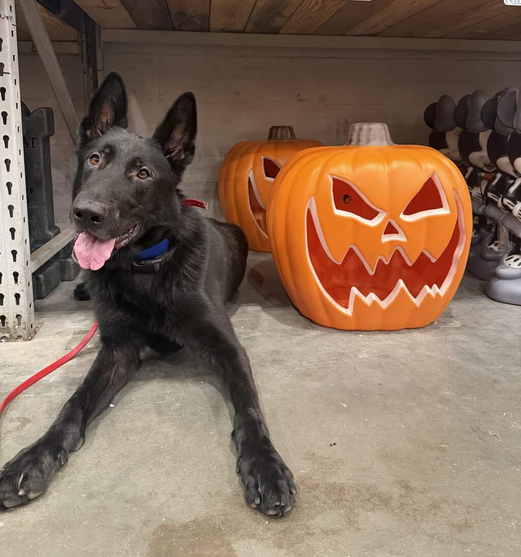 Halloween dog training Denver