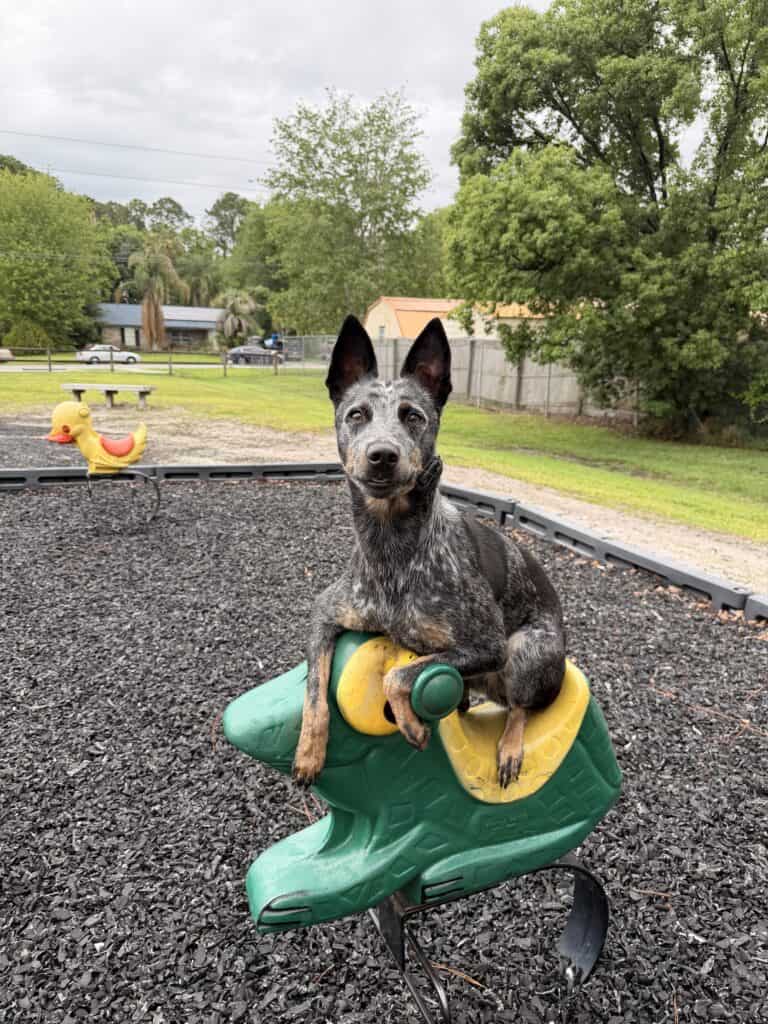 dog training around kids Denver