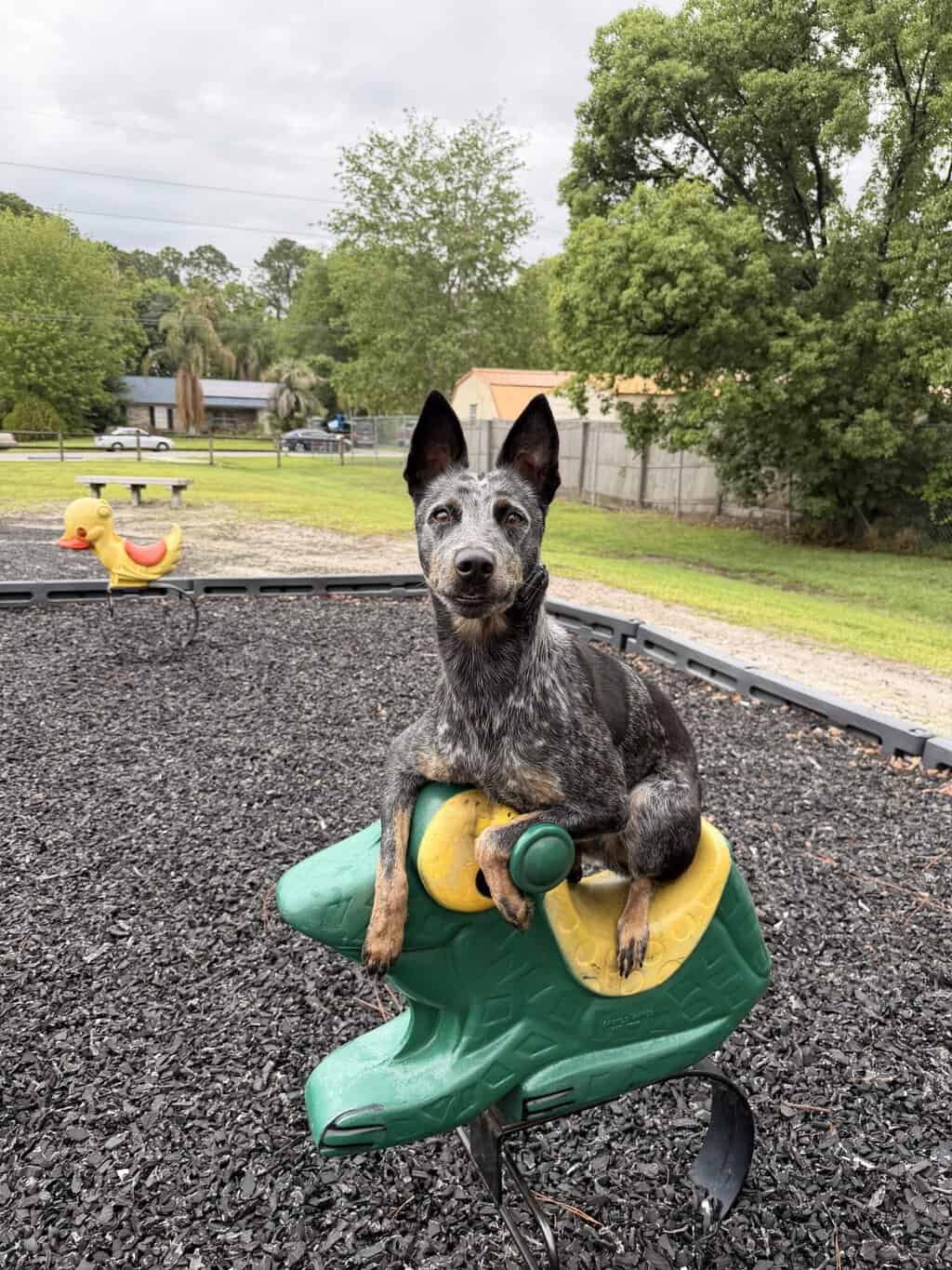 dog training around kids Denver